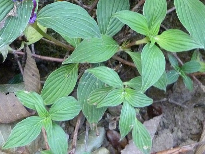 Crusea coccinea var. chiriquensis