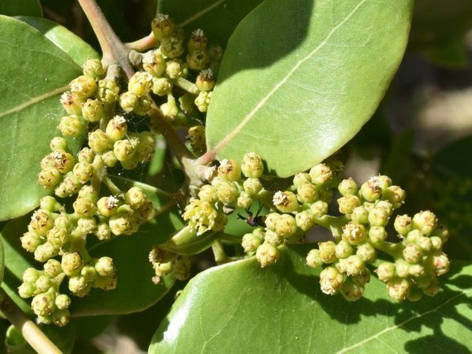 Cryptocarya alba