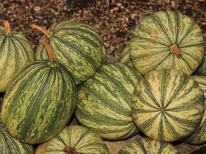 CUCURBITA ARGYROSPERMA C. Huber - tykev / tekvica