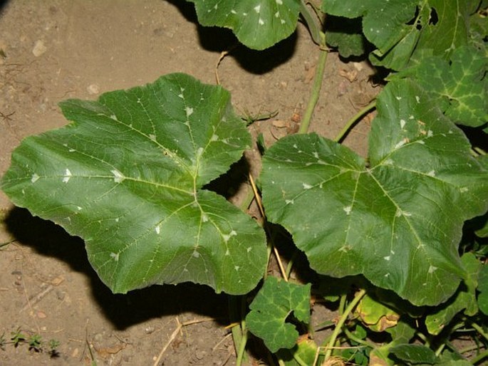 Cucurbita argyrosperma