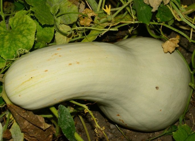 Cucurbita argyrosperma