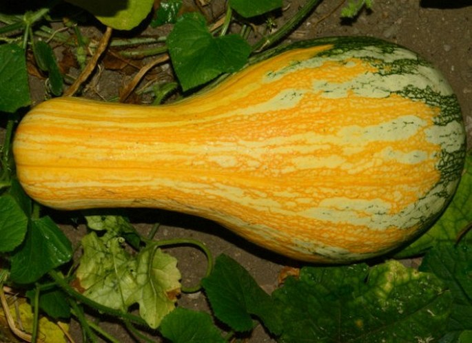 Cucurbita argyrosperma