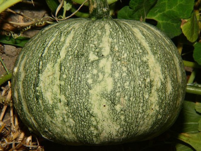 Cucurbita argyrosperma