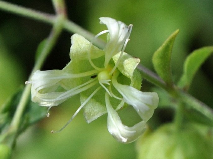 SILENE BACCIFERA (L.) Roth – nadmutice bobulnatá / nadutica bobuľnatá