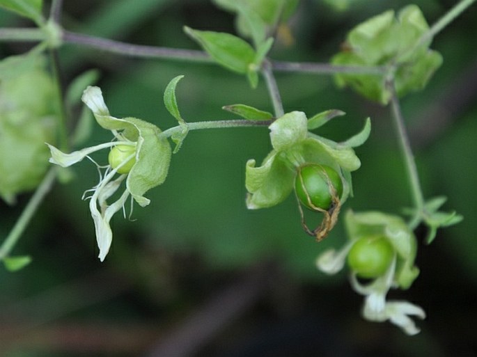 Silene baccifera