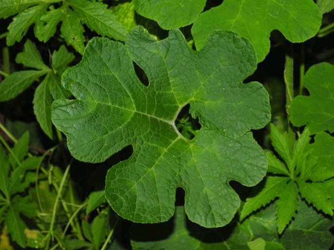 Cucurbita ficifolia