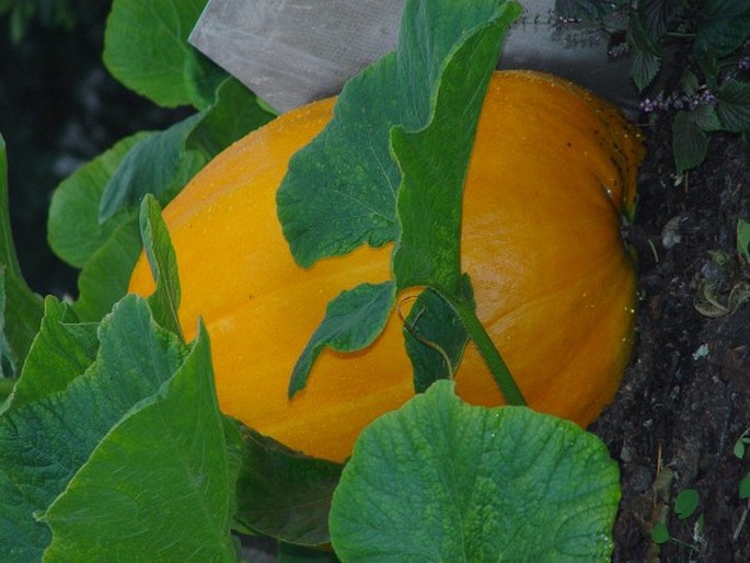 Cucurbita maxima