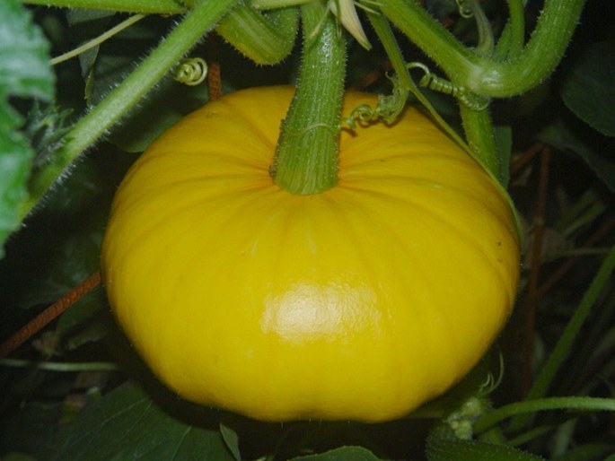 Cucurbita maxima