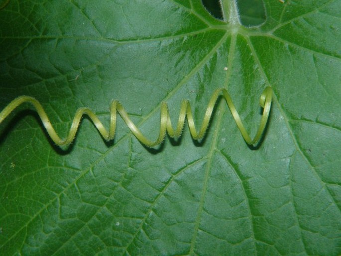 Cucurbita maxima