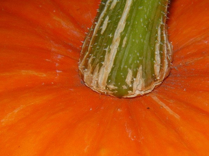 Cucurbita maxima