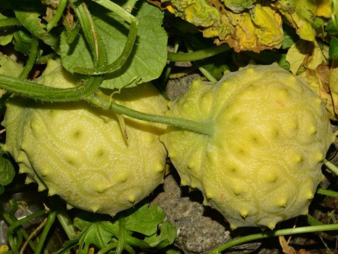 CUCUMIS METULIFERUS E. Mey. ex Schrad. - kiwano