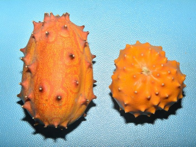 Cucumis metuliferus