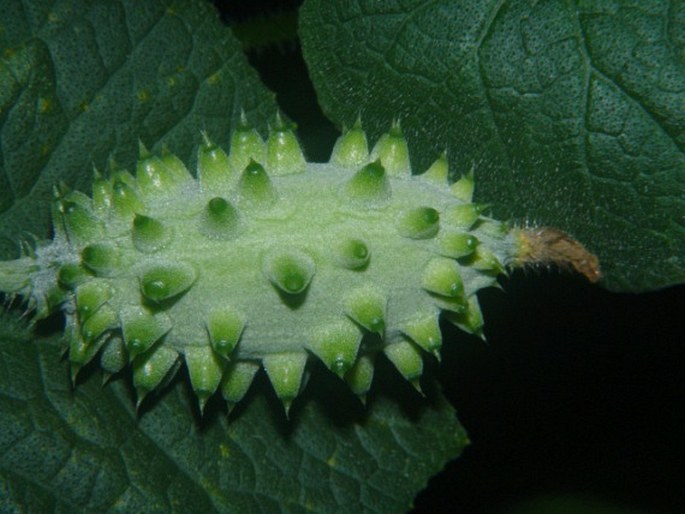 Cucumis metuliferus