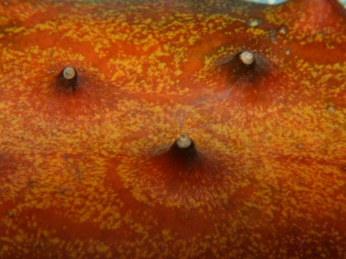 Cucumis metuliferus