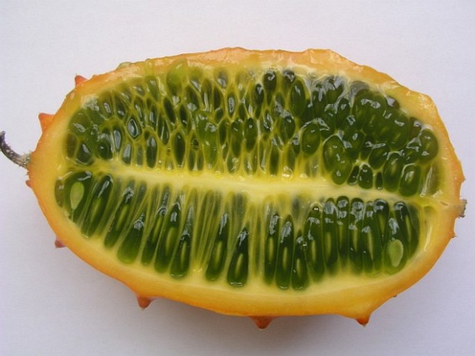 Cucumis metuliferus