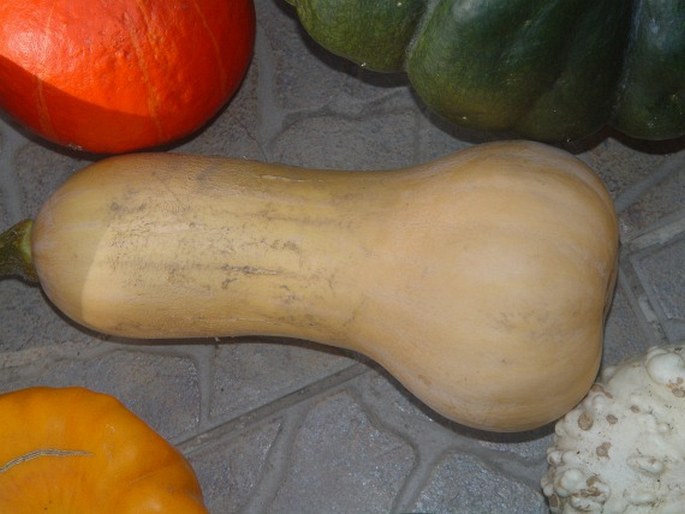 Cucurbita moschata