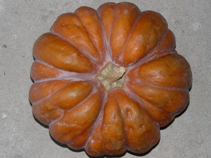 Cucurbita moschata