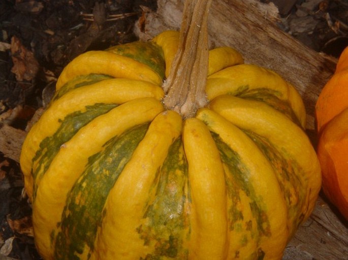 Cucurbita pepo