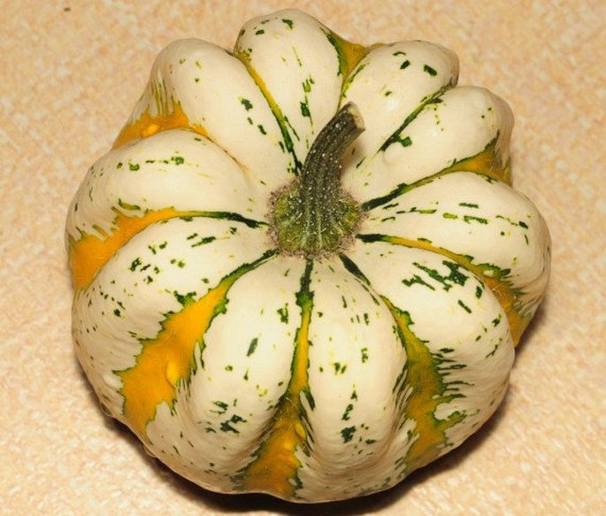 Cucurbita pepo