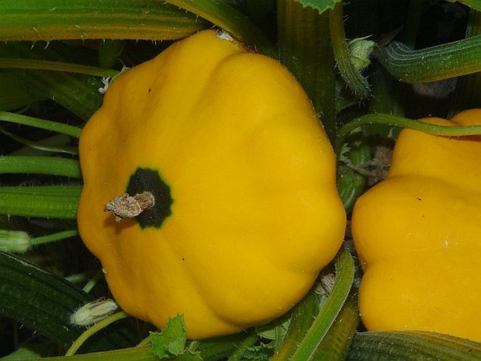 Cucurbita pepo