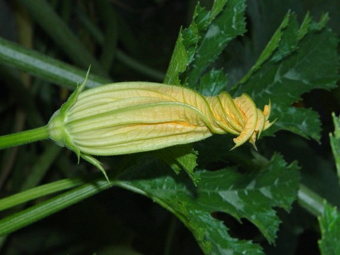 Cucurbita pepo