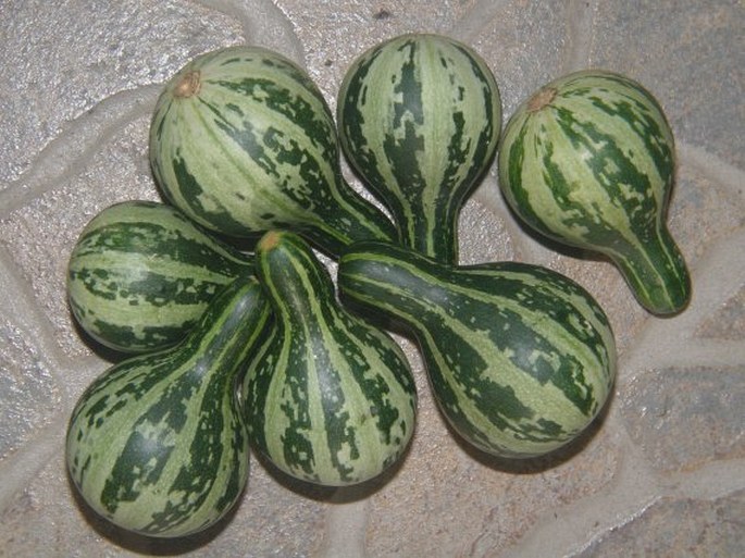 Cucurbita pepo