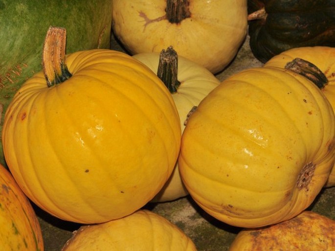 Cucurbita pepo