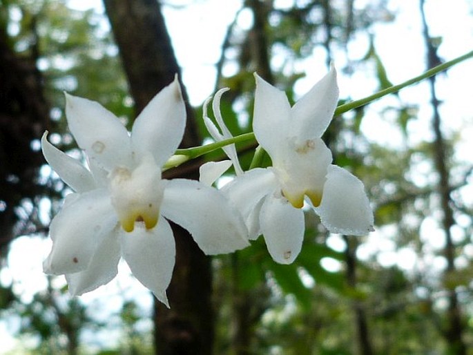 CUITLAUZINA PULCHELLA (Bateman ex Lindl.) Dressler et N. H. Williams