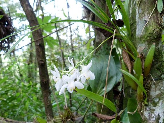 Cuitlauzina pulchella