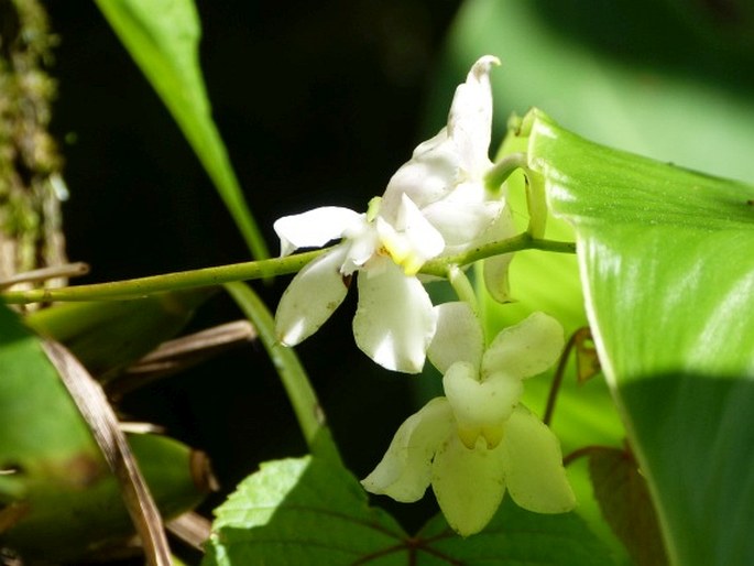 Cuitlauzina pulchella