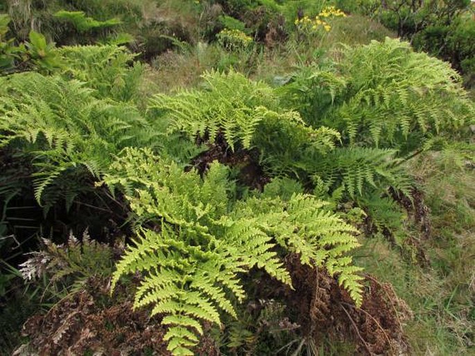 Culcita macrocarpa