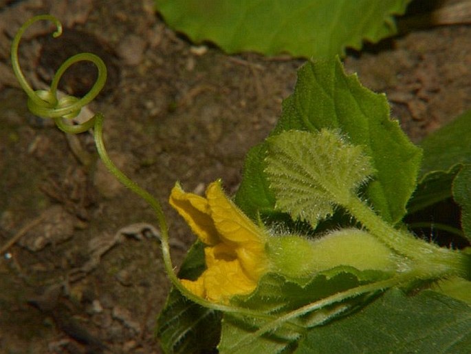 Cucumis melo