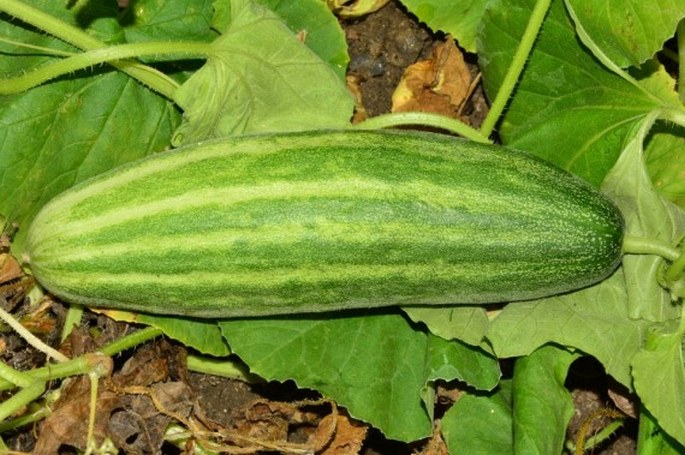 Cucumis melo