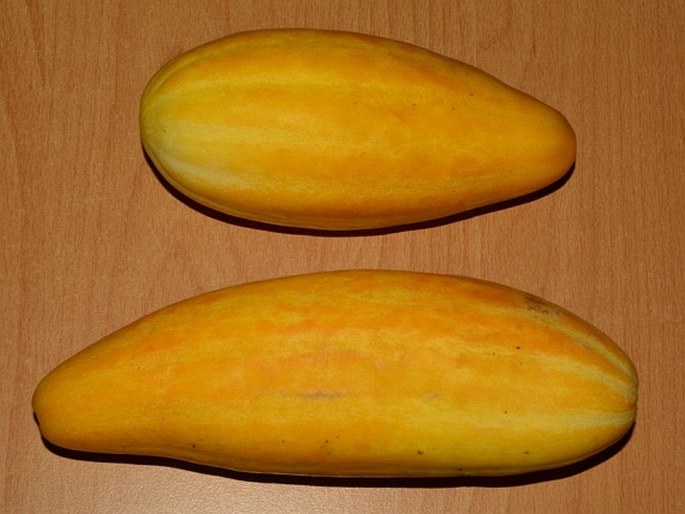 Cucumis melo