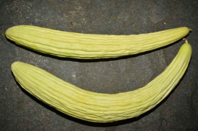 Cucumis melo