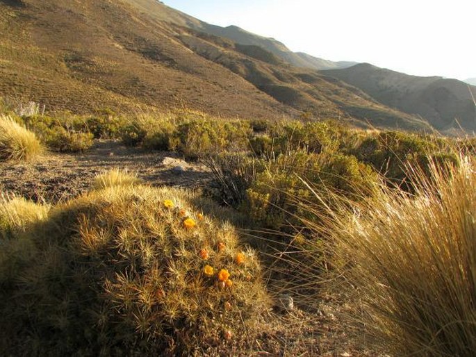 Cumulopuntia boliviana