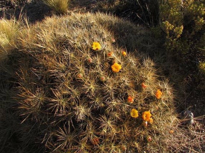 Cumulopuntia boliviana