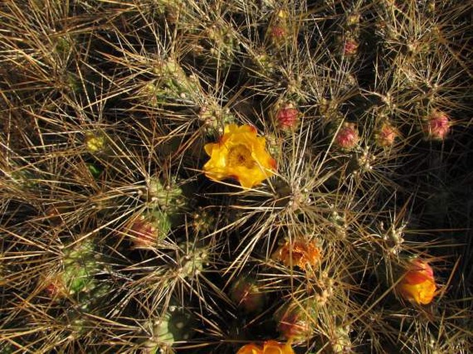 CUMULOPUNTIA BOLIVIANA  (Salm-Dyck) F. Ritter