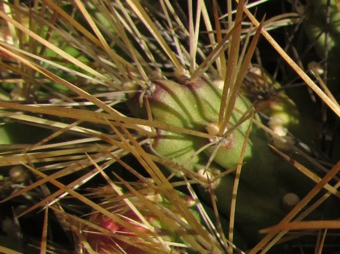 Cumulopuntia boliviana