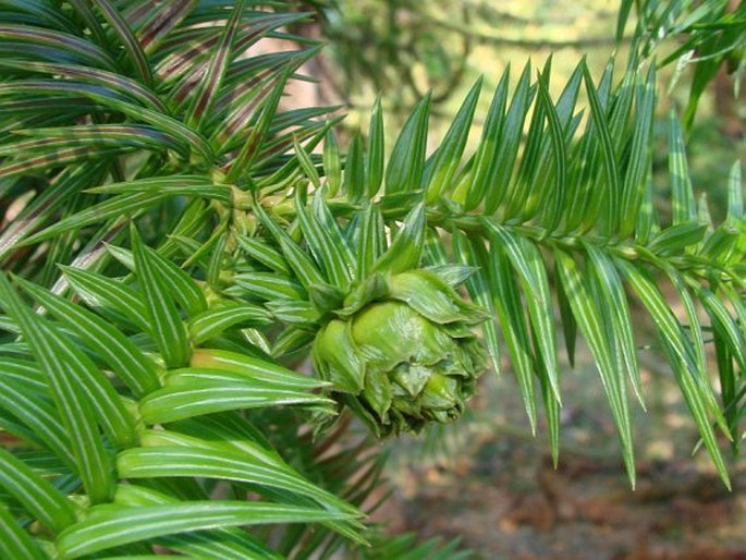 CUNNINGHAMIA LANCEOLATA (Lamb.) Hook. – ostrolistec kopinatý