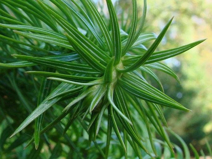 Cunninghamia lanceolata