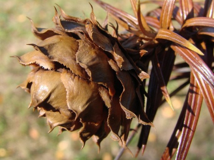 Cunninghamia lanceolata