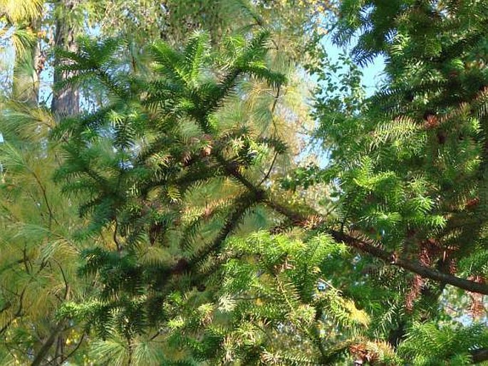 Cunninghamia lanceolata