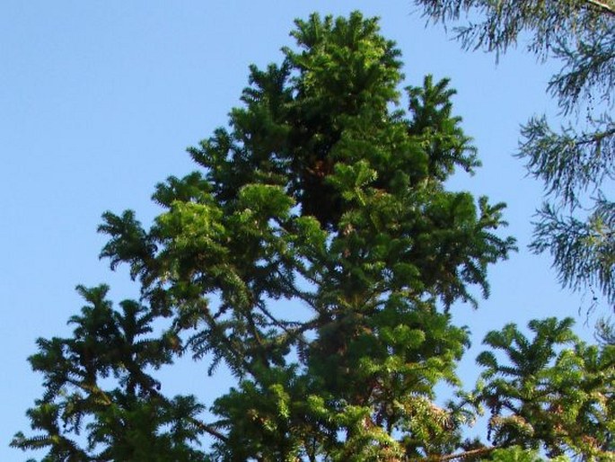 Cunninghamia lanceolata