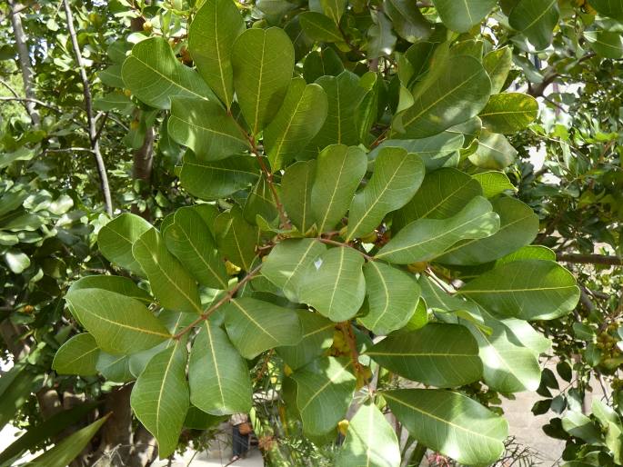 Cupaniopsis anacardioides