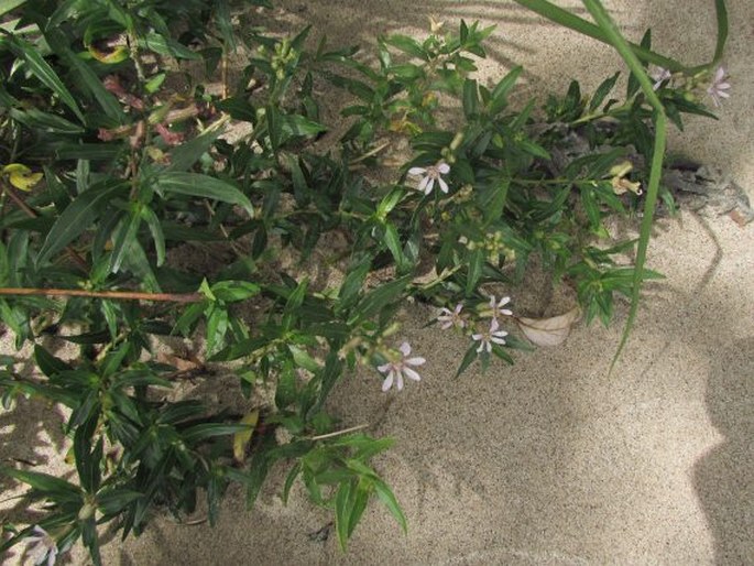 Cuphea fruticosa