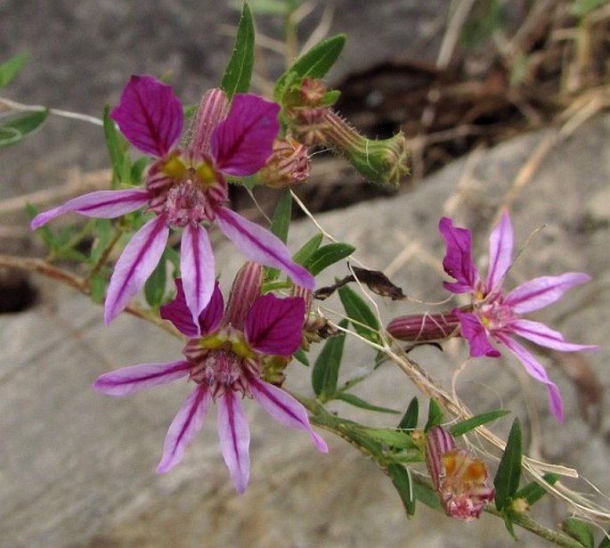 Cuphea glutinosa