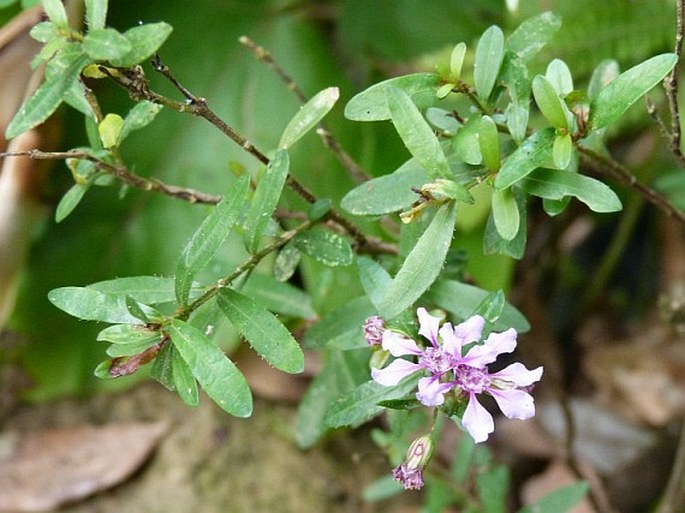 CUPHEA UTRICULOSA Koehne – kufea