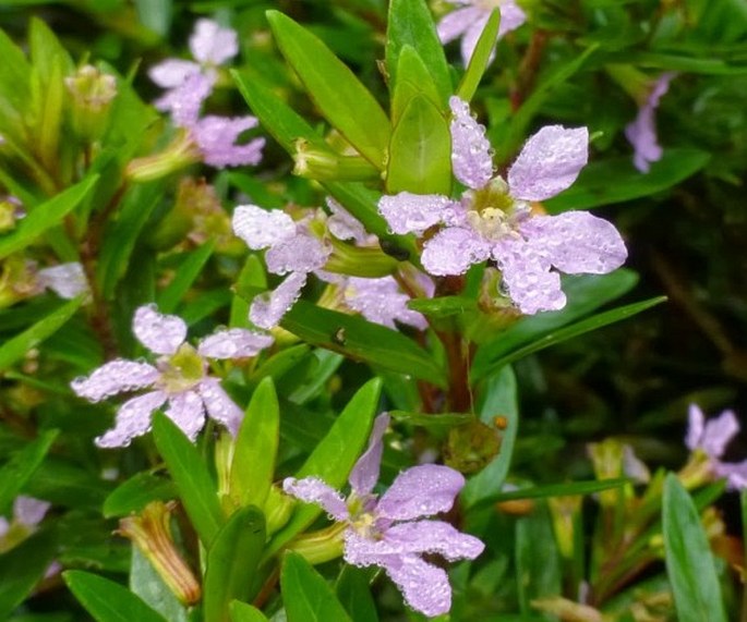 CUPHEA HYSSOPIFOLIA Kunth – kufea