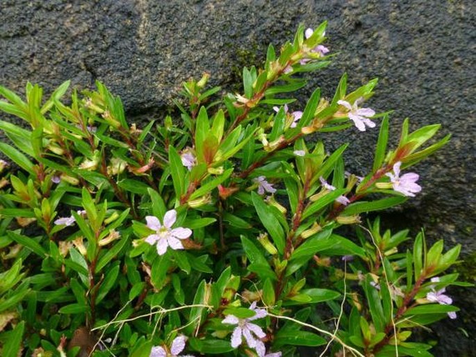 Cuphea hyssopifolia